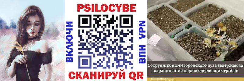 Галлюциногенные грибы Psilocybe  Якутск 